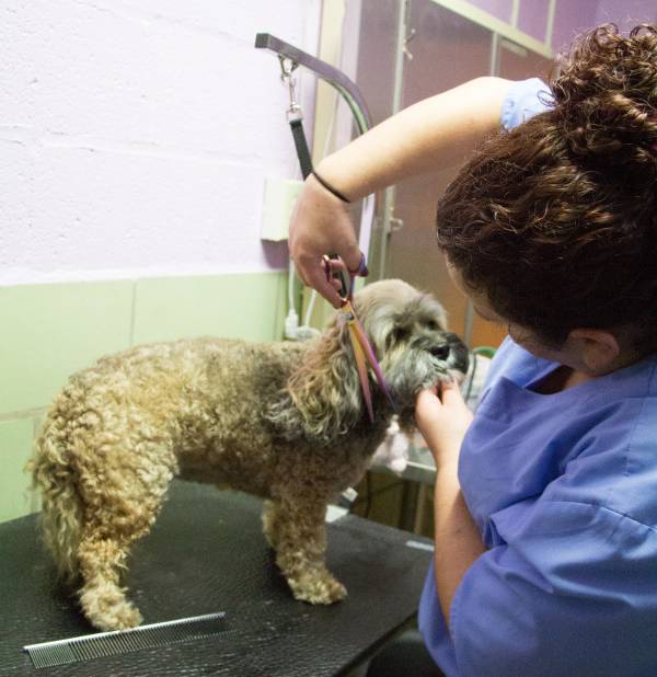 Pet Grooming Services Madison, CT